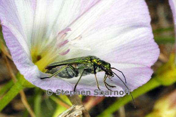 greenn bug 1 graphic